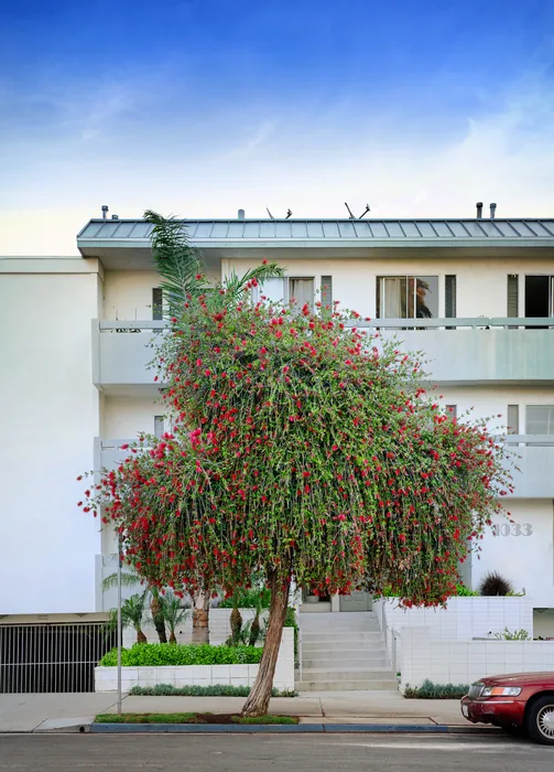 Santa Monica Urban Forest — photograph 2