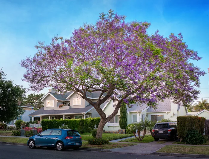 Santa Monica Urban Forest — photograph 3