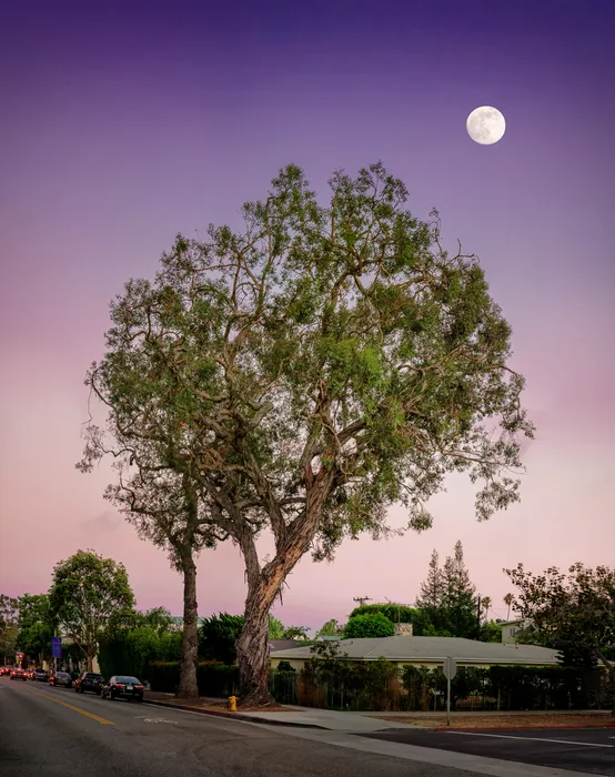 Santa Monica Urban Forest — photograph 5
