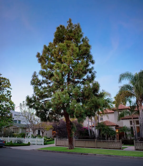 Santa Monica Urban Forest — photograph 7
