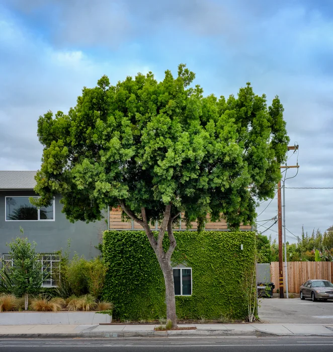 Santa Monica Urban Forest — photograph 8