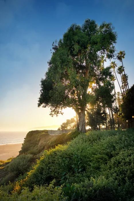 Santa Monica Urban Forest — photograph 9