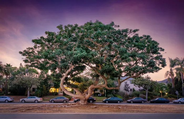 Santa Monica Urban Forest — photograph 10
