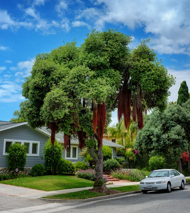 Santa Monica Urban Forest — photograph 11