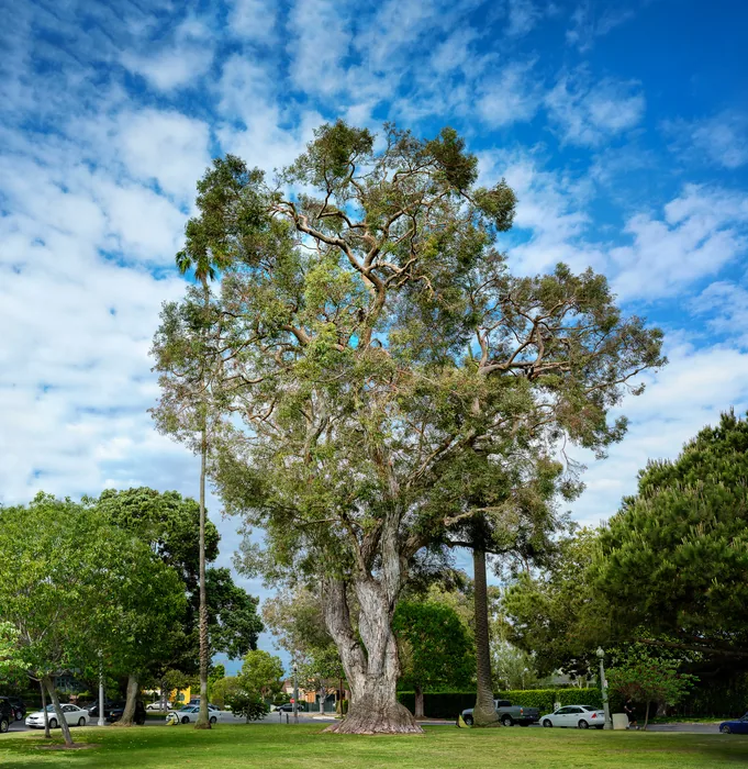 Santa Monica Urban Forest — photograph 12