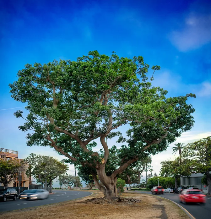 Santa Monica Urban Forest — photograph 14