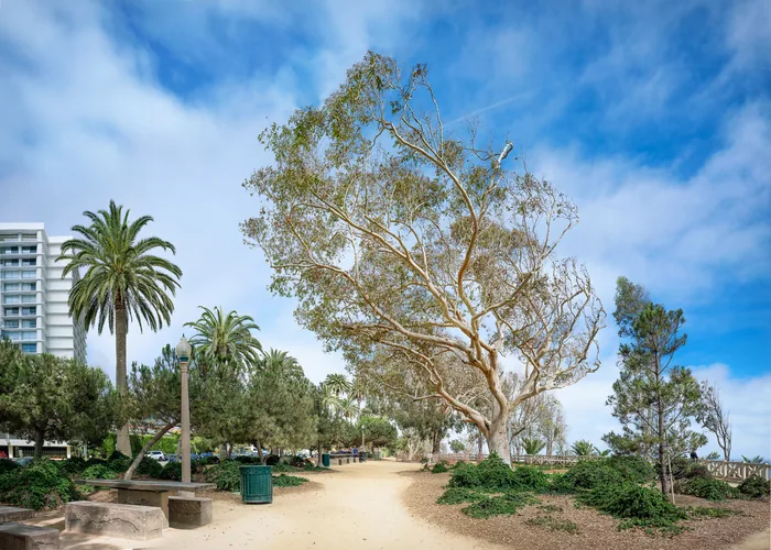 Santa Monica Urban Forest — photograph 20