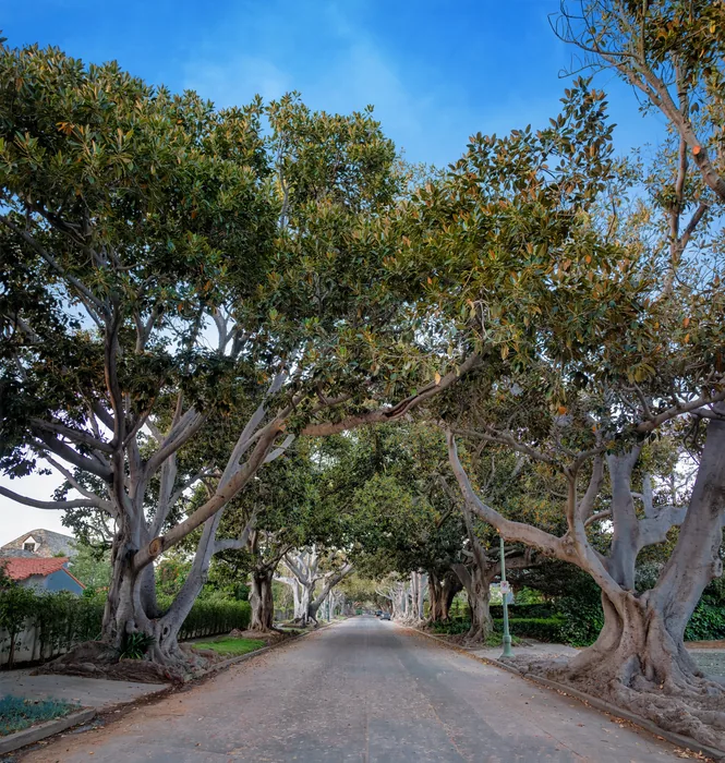 Santa Monica Urban Forest — photograph 21