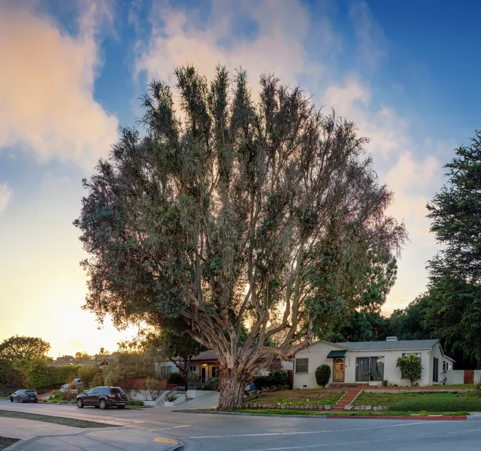 Santa Monica Urban Forest — photograph 30