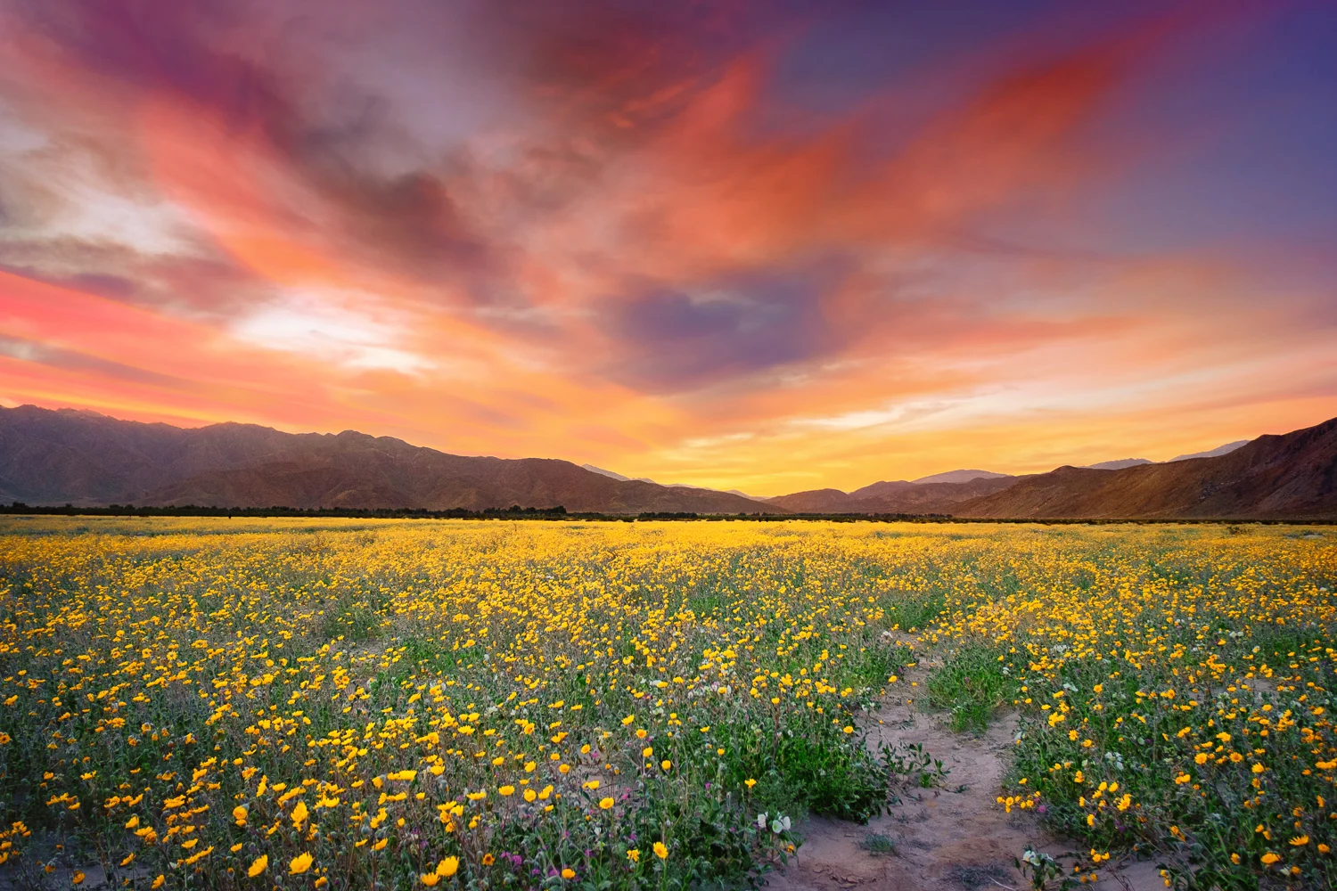 A field of desert sunflowers in Henderson Canyon, north of Borrego Springs