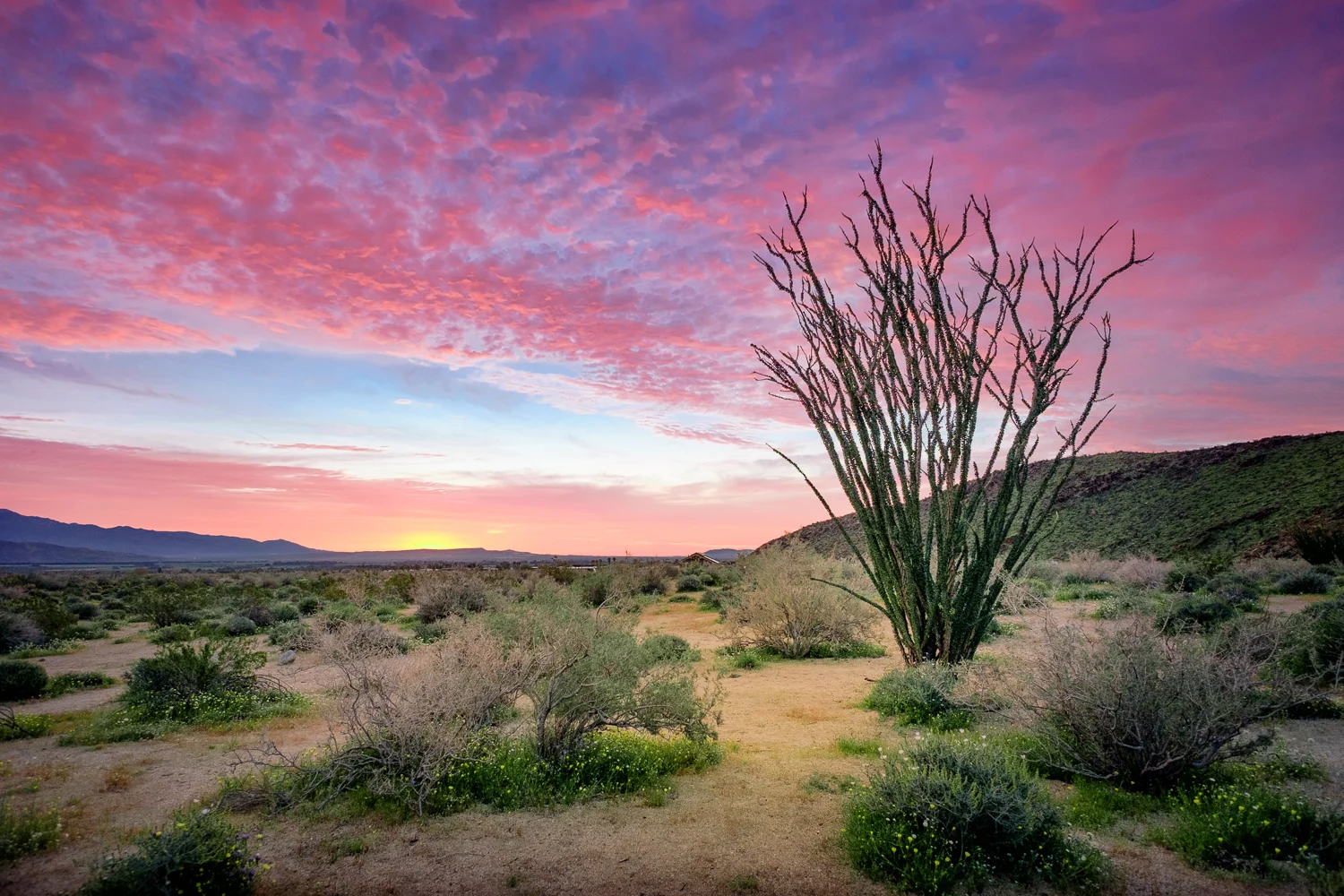 Ocotillo sunrise in Borrego Palms Canyon