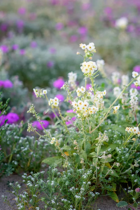 Superbloom 2017 — photograph 8