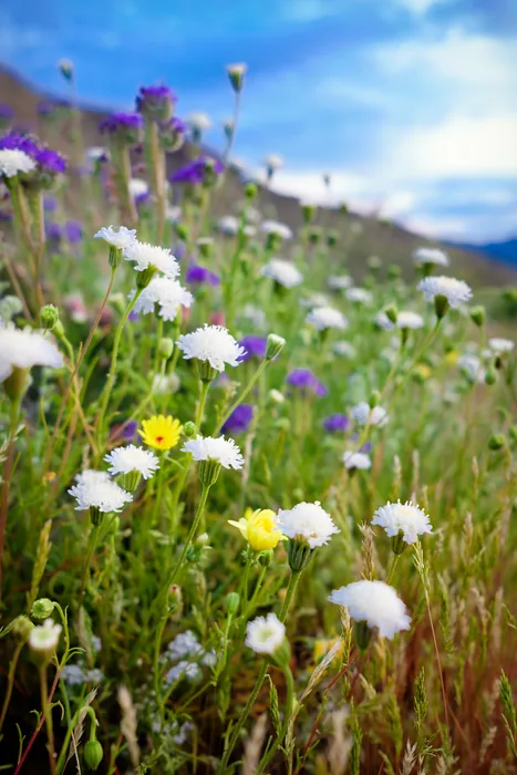 Superbloom 2017 — photograph 12