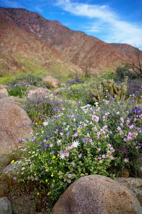 Superbloom 2017 — photograph 13