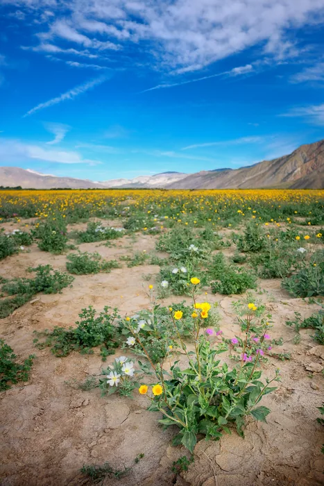 Superbloom 2017 — photograph 14
