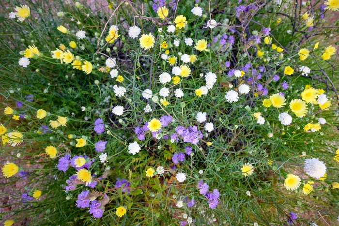 Superbloom 2017 — photograph 16