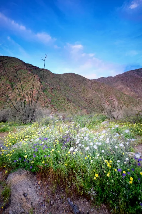 Superbloom 2017 — photograph 17